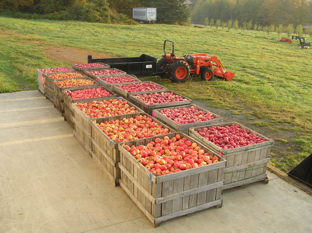 Plenty #1 — Hard Cider Tasting at MASS MoCA