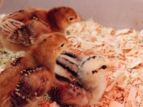 A small flock should be part of the plan.