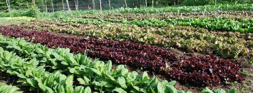 Rows of leafy green vegetables and red and green lettuces grow in a fenced garden, with trees beyond.