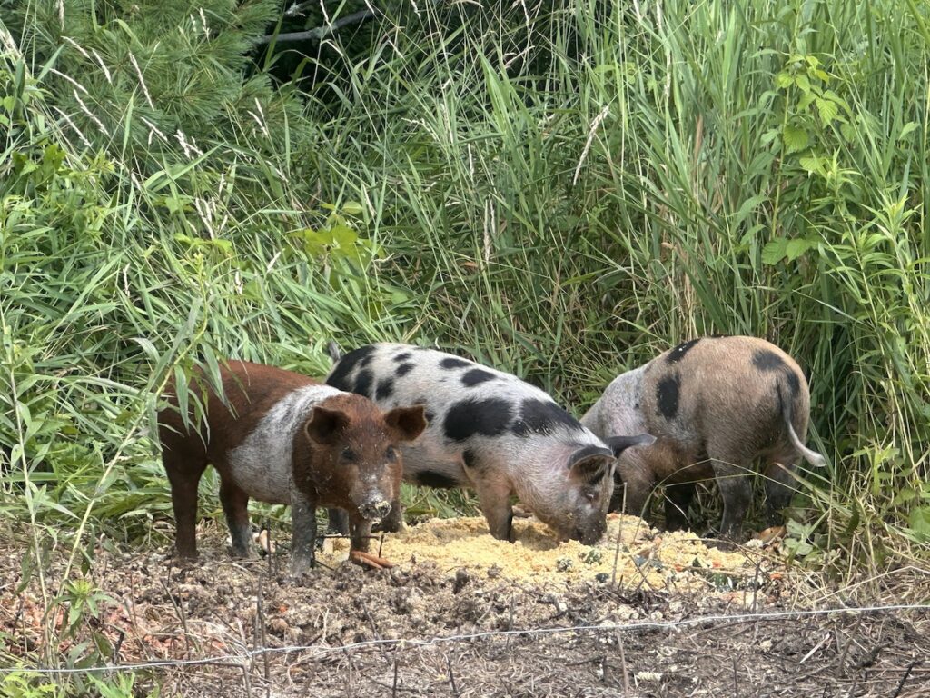 Three young pigs with brown, white, and black markings eat feed on the ground amid tall pasture grasses behind a wire fence.